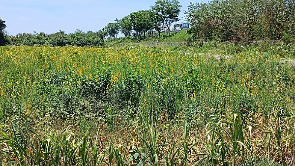 近中山高油菜花田