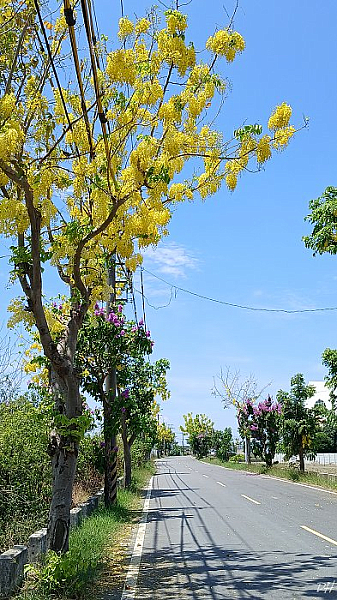 阿勃勒與小花紫薇