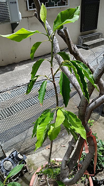 隔天早上買的玉蘭(可能是金玉蘭)