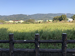 柑園國中對面的田野