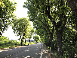 竹圍路綠樹蔭