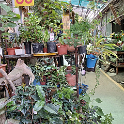 花市一隅