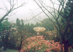 flower.jpg (11576 bytes)