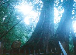 tree5.jpg (10604 bytes)