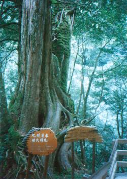 tree9.jpg (25030 bytes)