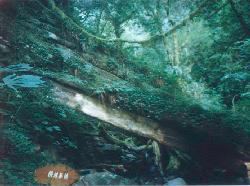 treecross.jpg (12287 bytes)