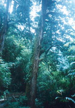 treetall.jpg (24916 bytes)