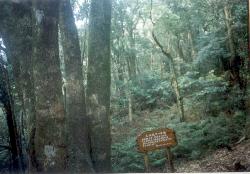 easteyemt1.jpg (11003 bytes)