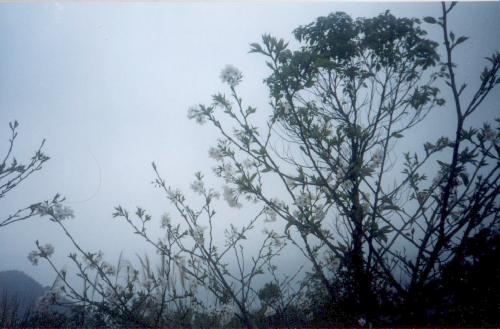 easteyemt2.jpg (30787 bytes)